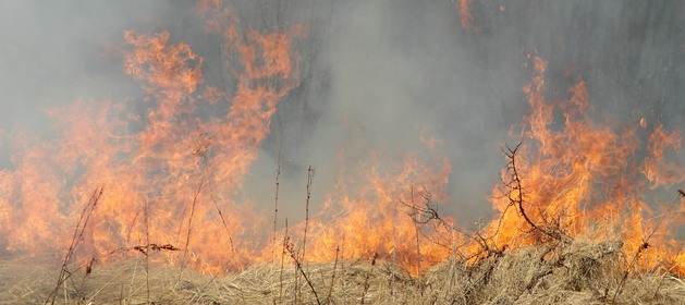 Bild: gräsbrand