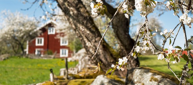 Bild: Blommande körsbärsträd och ett rött hus syns i bakgrunden.